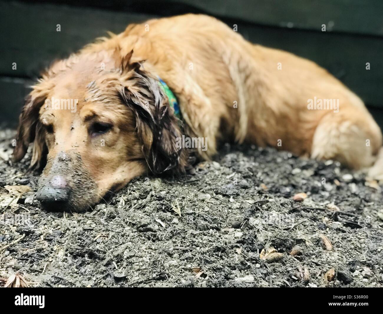 A golden retriever dog lays in the mud with muddy ears and a muddy nose. Stock Photo