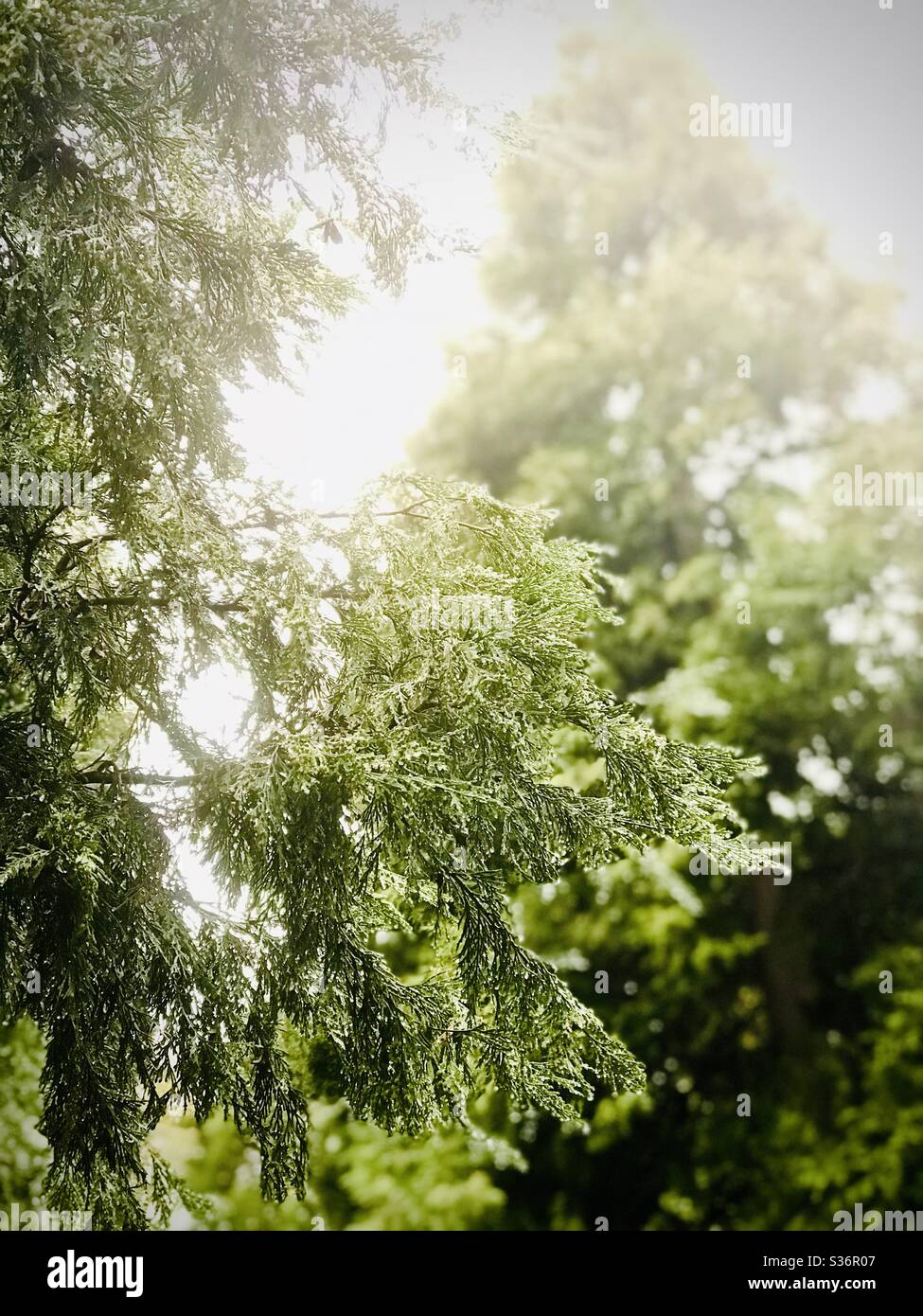Green branches of tall pine trees on a misty mountian morning. Stock Photo