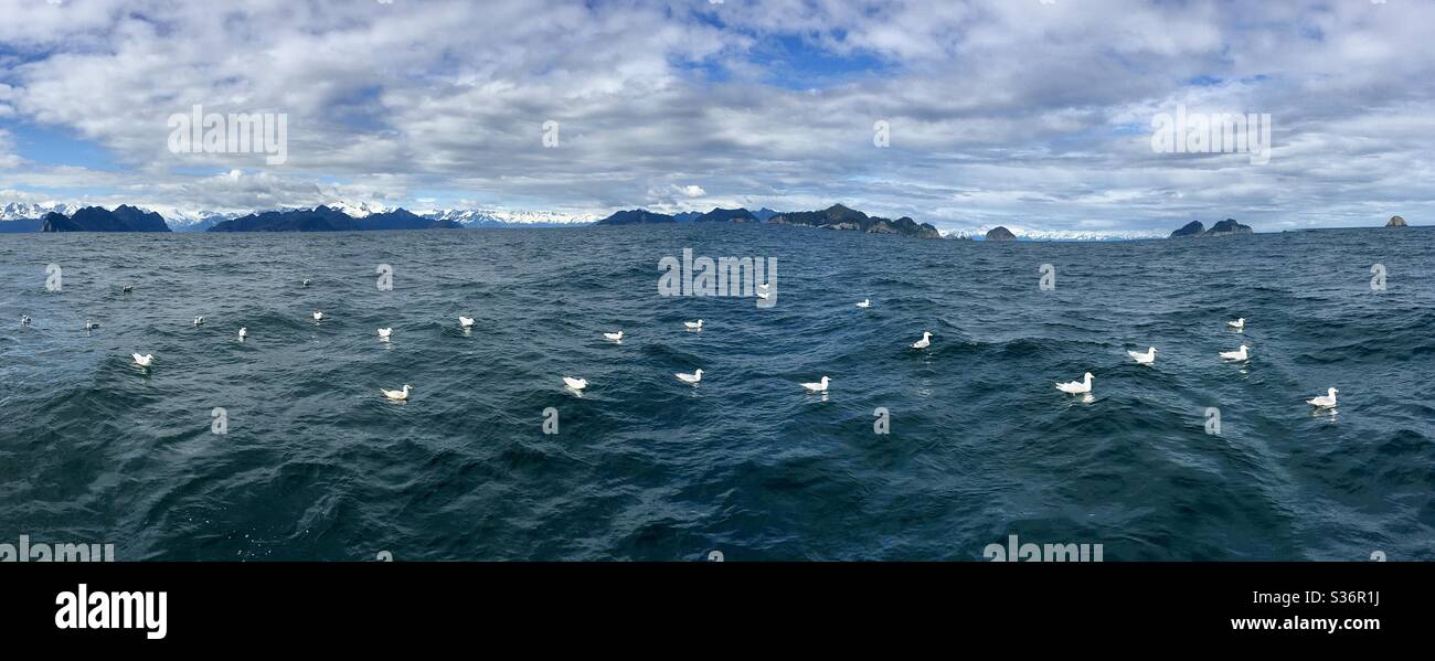 Panoramic of seagulls bobbing on the ocean off Seward, Alaska. Stock Photo