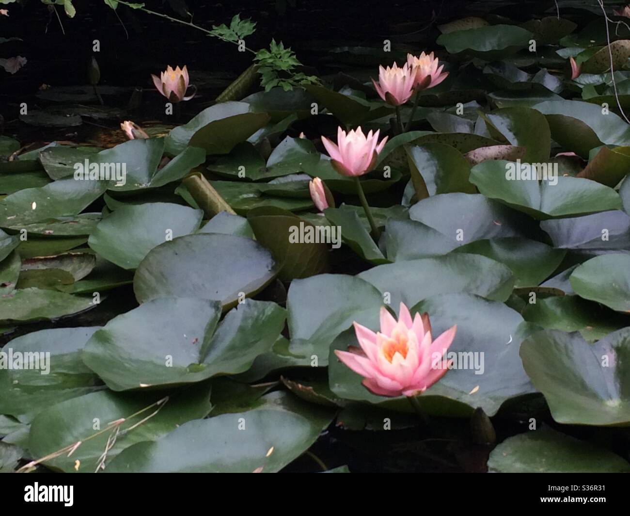 Lotuses - Smartphone Captured Stock Image