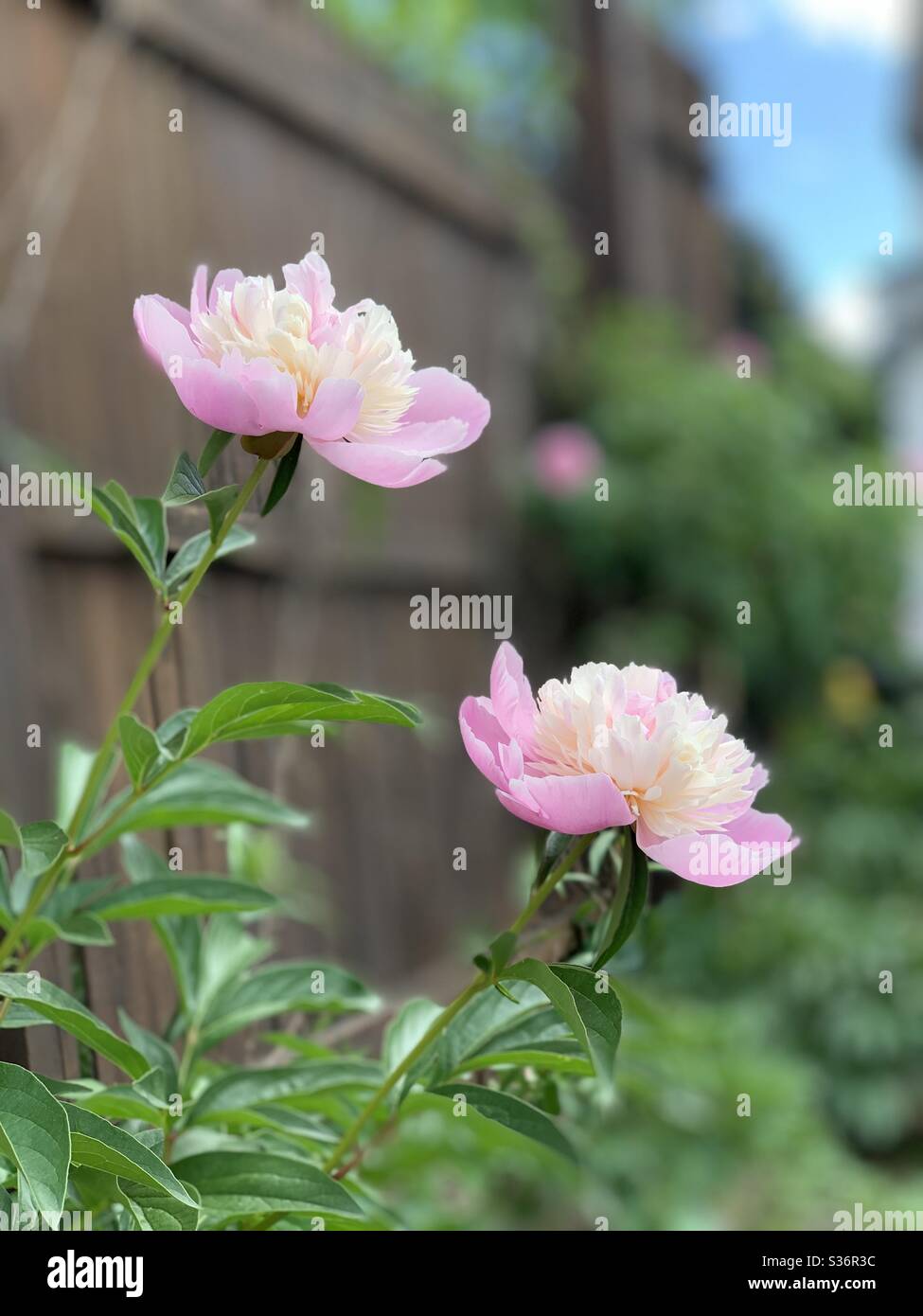 Pink peonies in garden Stock Photo - Alamy