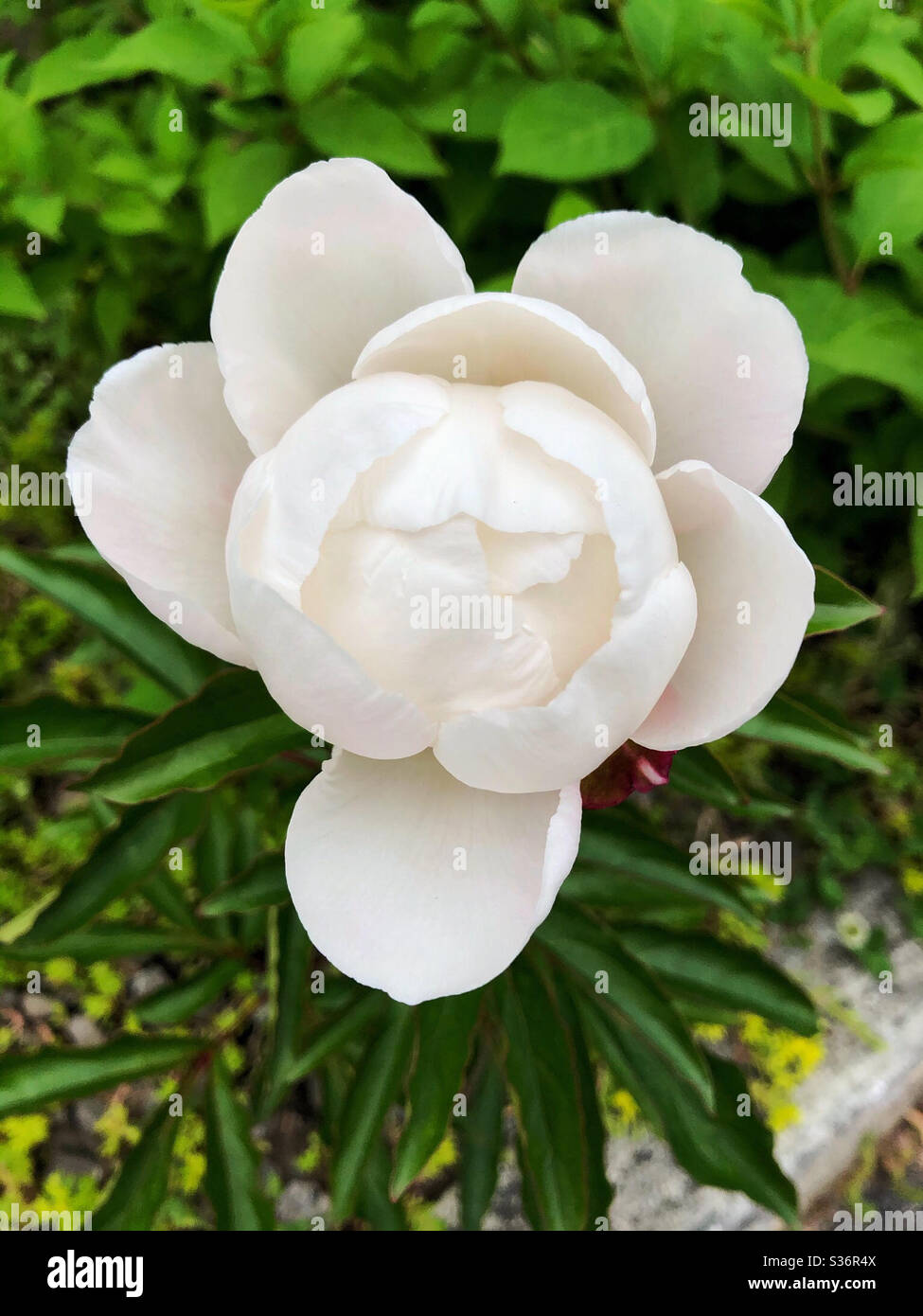Perfect white peony just beginning to bloom in spring - Smartphone Captured Stock Image