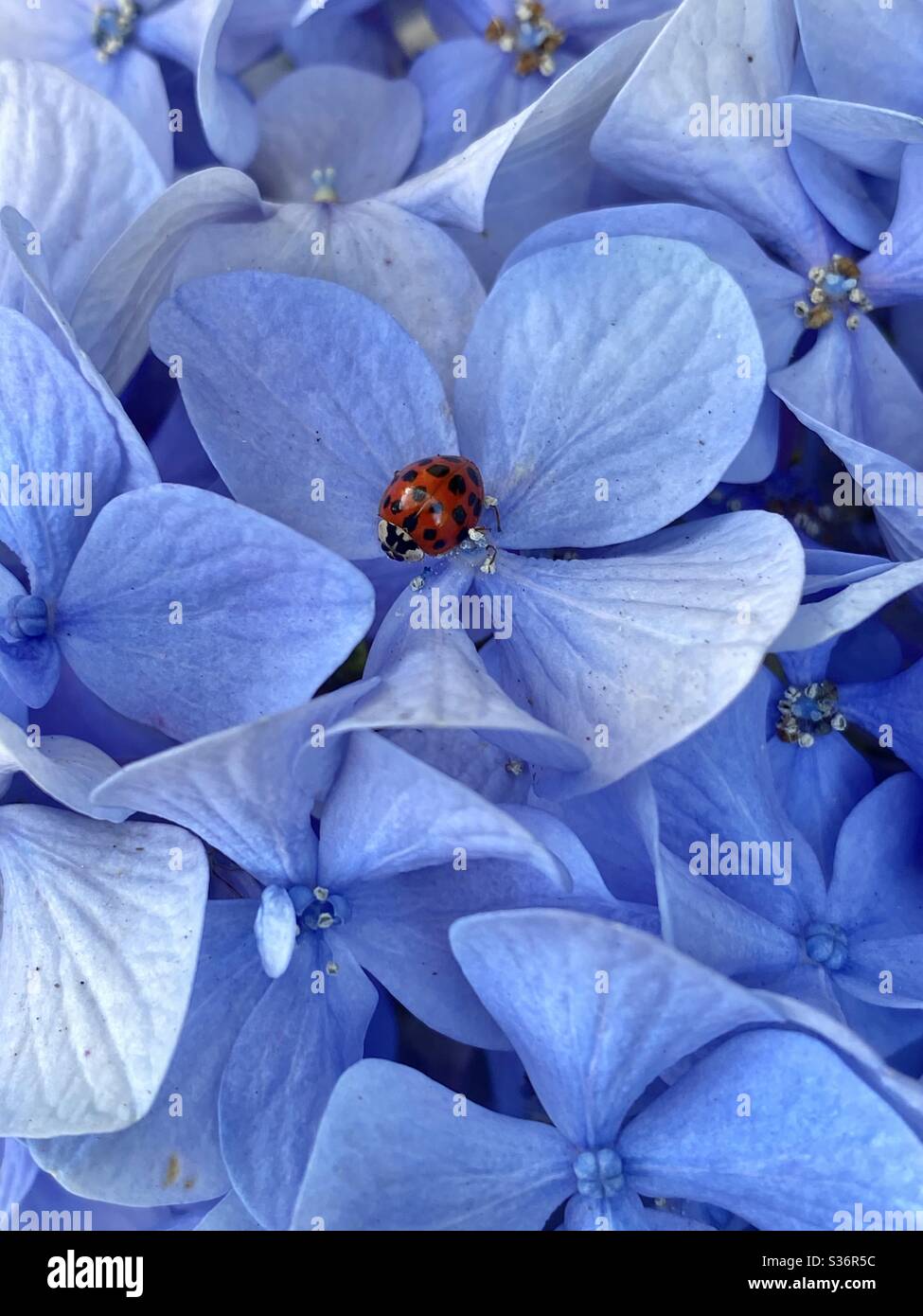 Ladybug/ladybird on blue hydrangea flowers - Smartphone Captured Stock Image