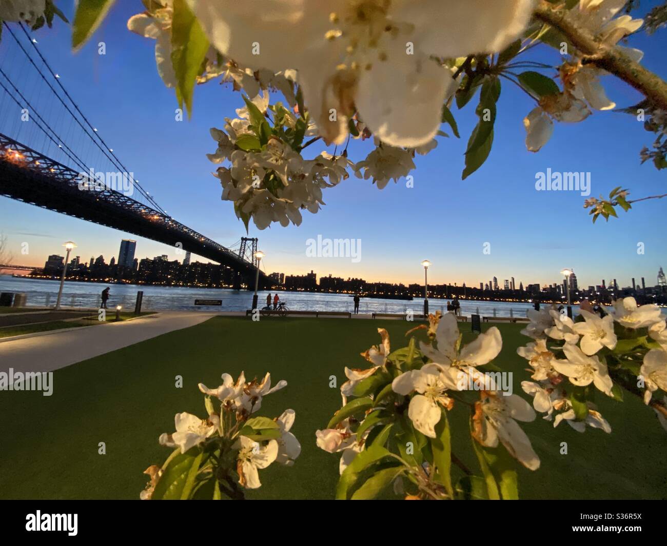 Williamsburg Bridge with spring flowers at Sunset in New York City
