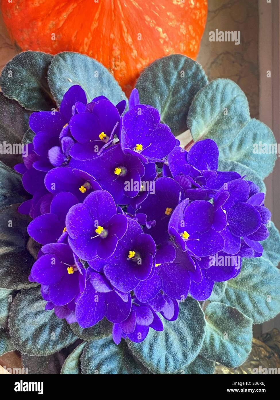 Blossoming purple viola with pumpkin. - Smartphone Captured Stock Image