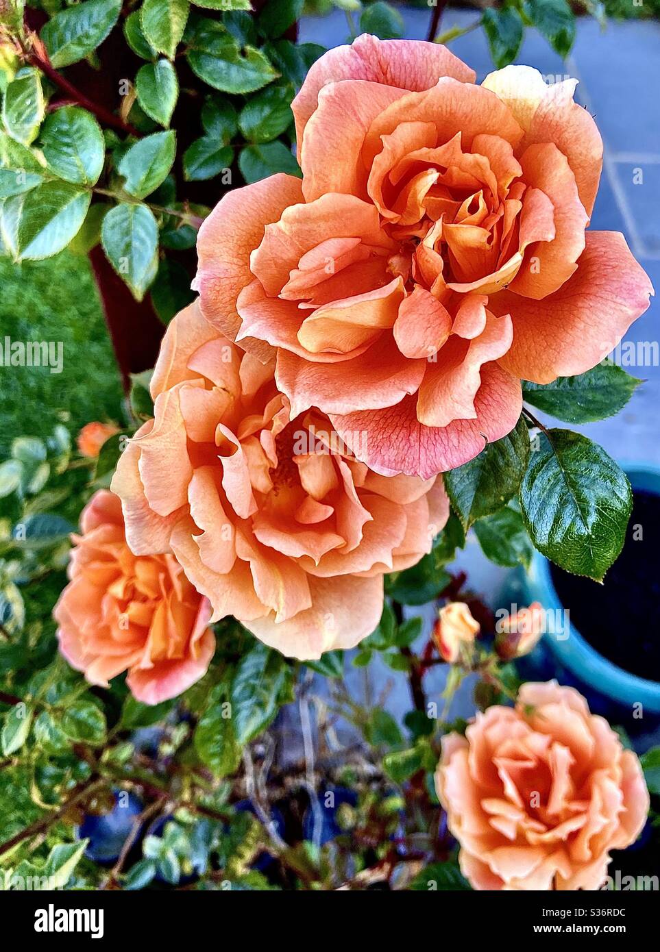 Peach Garden Flowers Stock Photo Alamy