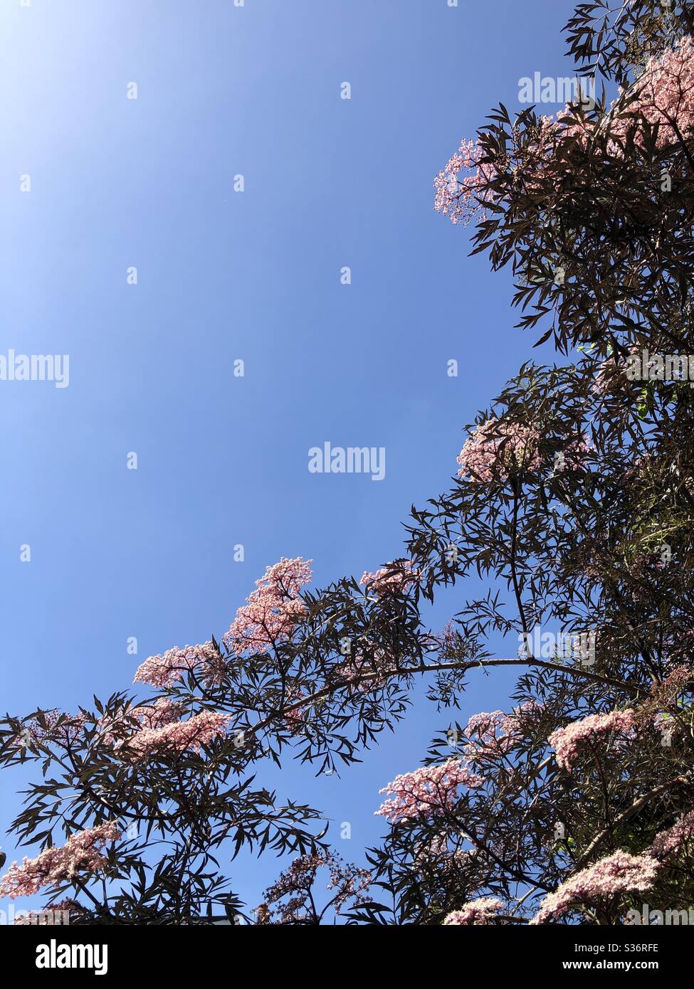 Black elderberry summer pink flowers against blue sky. - Smartphone Captured Stock Image