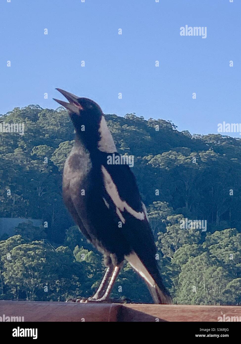 Australian Magpie warbling or singing - Smartphone Captured Stock Image