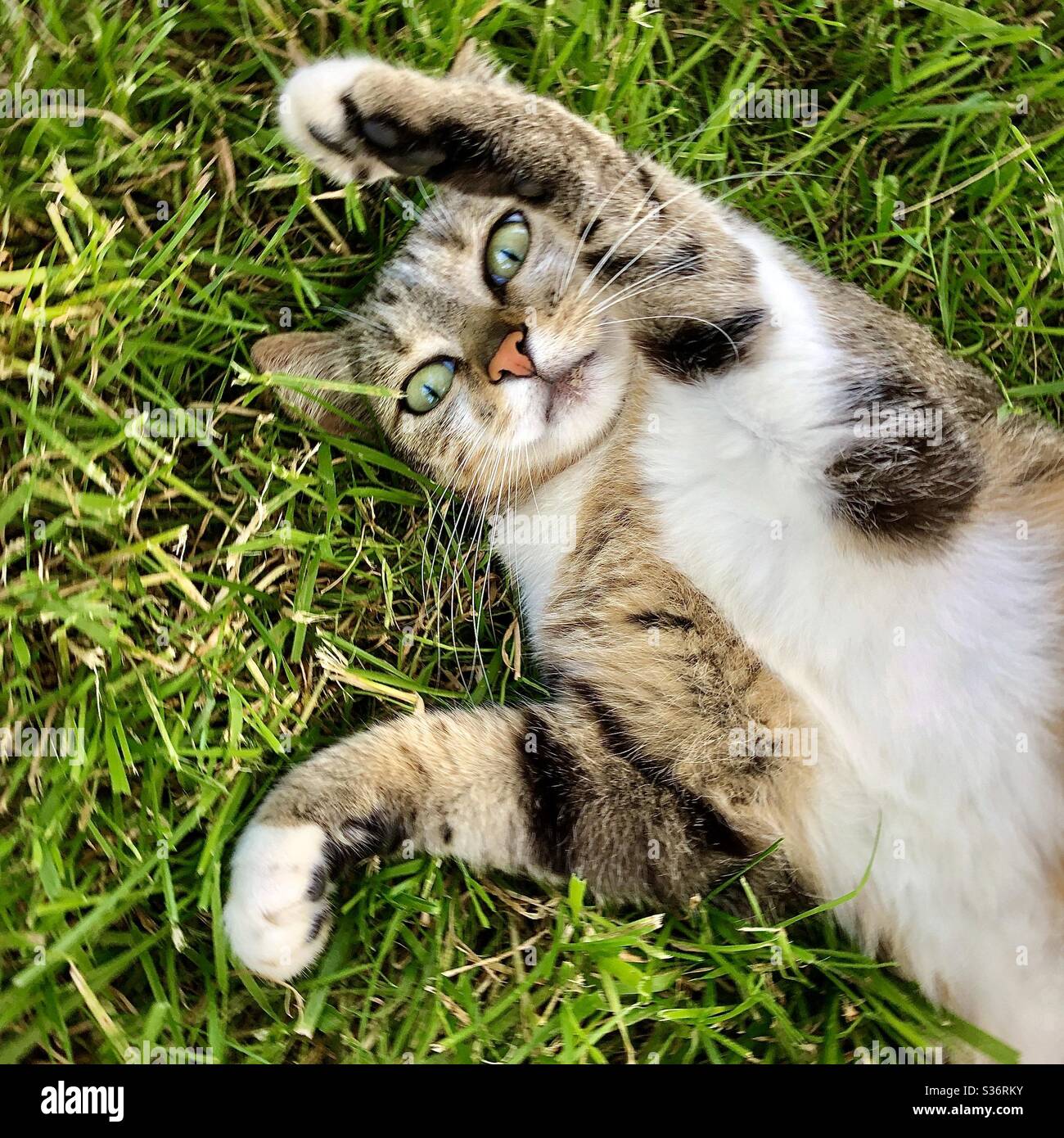 Surprised tabby cat with big eyes lying on back in grass. Stock Photo
