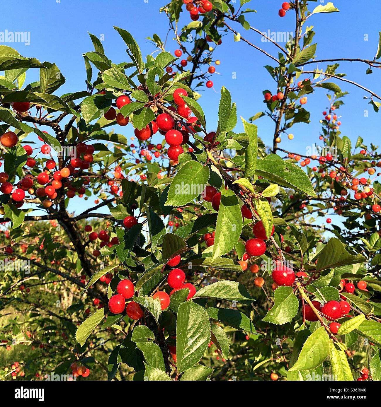 Red cherries ready for picking. Stock Photo