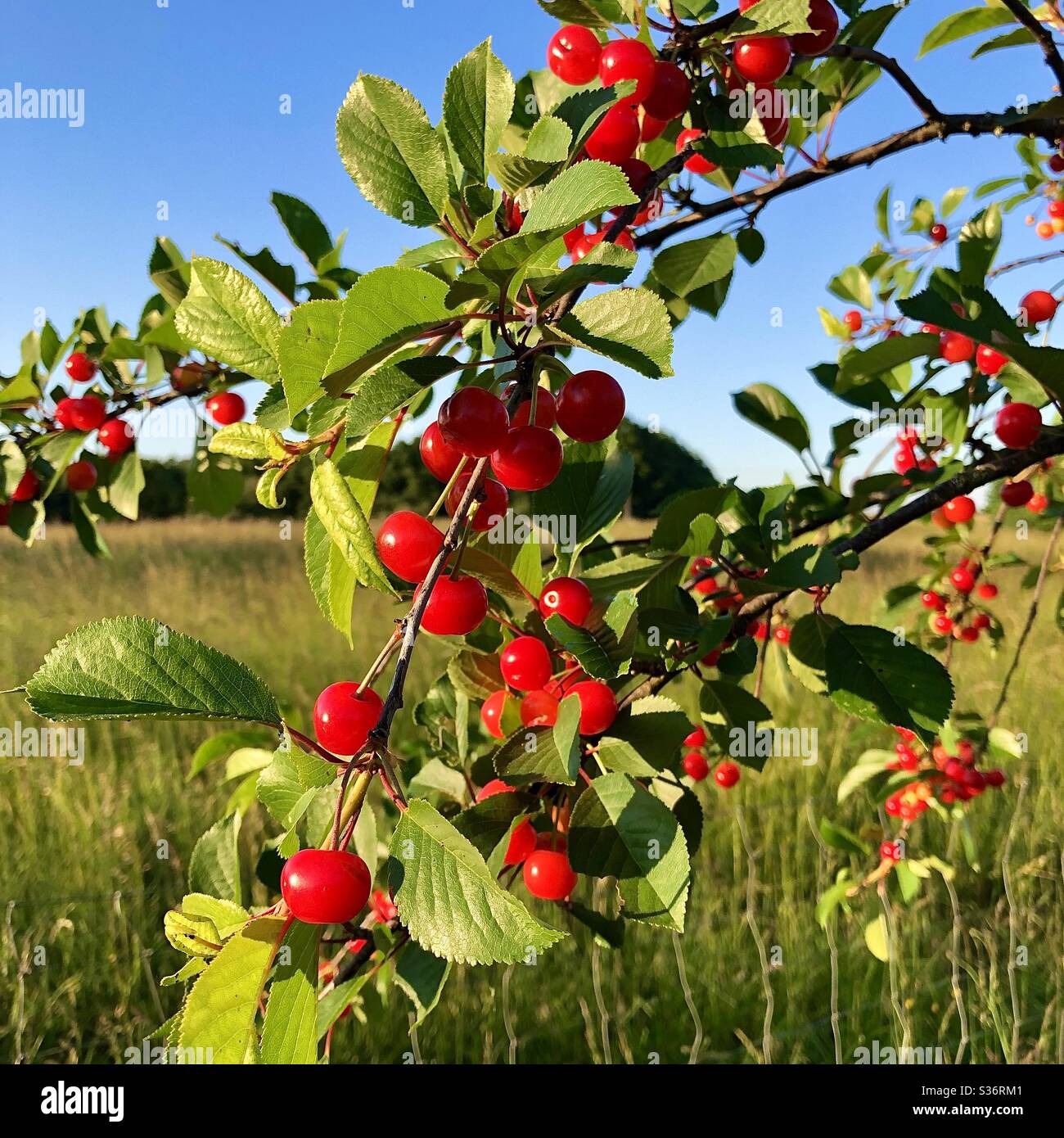 Ripe red cherries ready for picking. Stock Photo