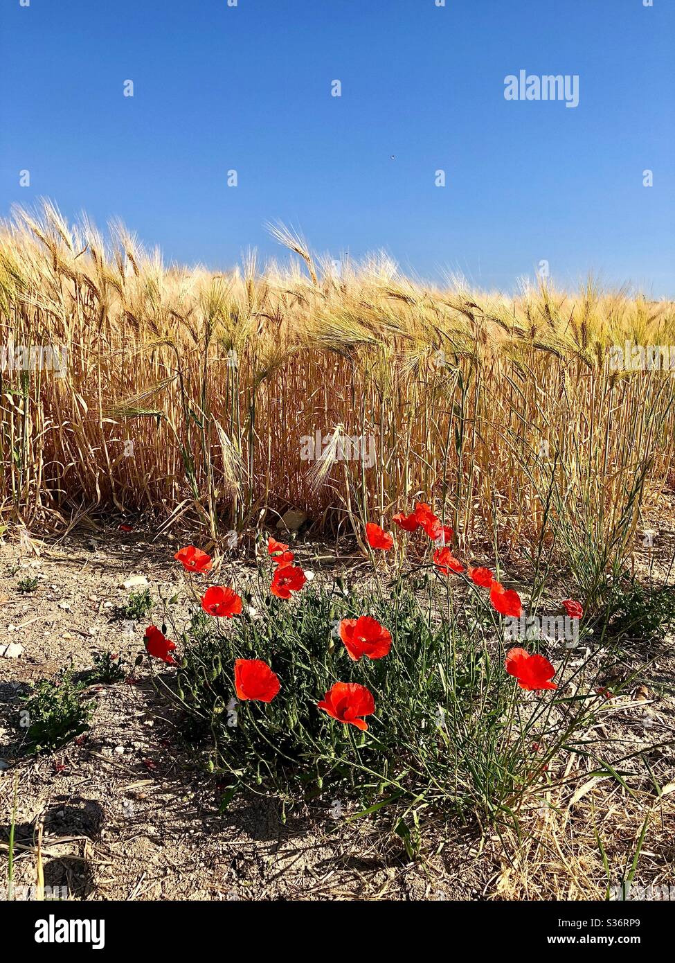 Wild Poppies growing at side of cornfield in France. - Smartphone Captured Stock Image