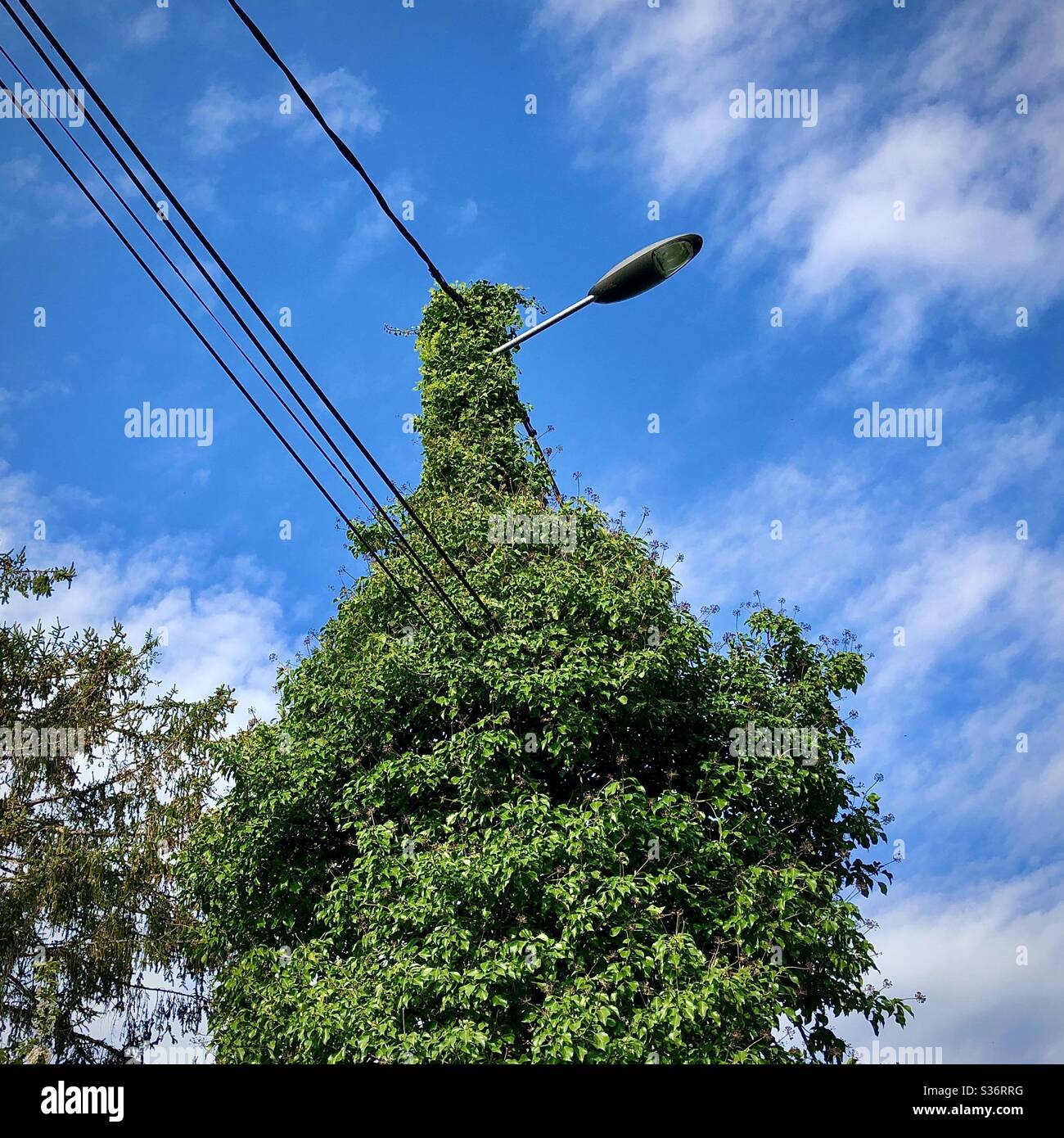 Roadside lamppost completely covered with creeping Ivy - France. - Smartphone Captured Stock Image