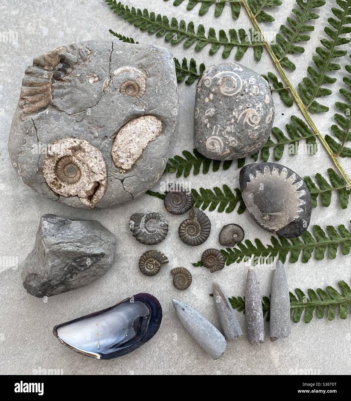 Fossils and nature collection - Smartphone Captured Stock Image