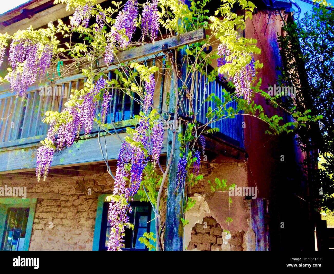 Town House avec Wisteria Plant Interior Modular Building 1943 pièces Town House avec Wisteria Plant Interior Modular Building 1943 pièces