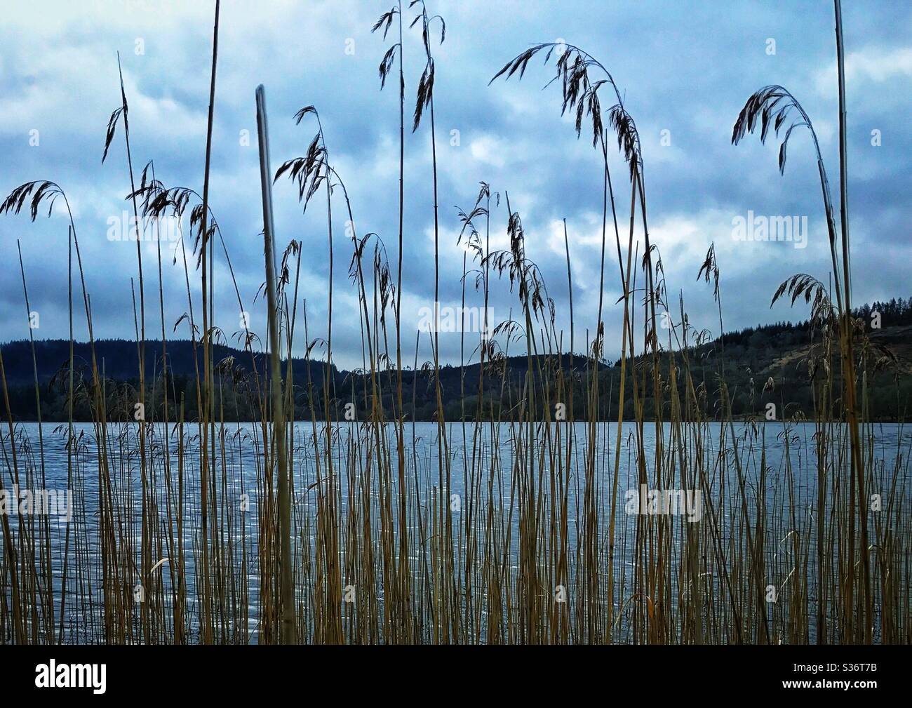 Reeds in Loch Ard,Scotland. - Smartphone Captured Stock Image