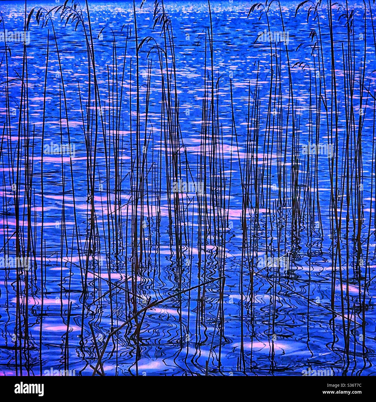 Reeds in Loch Ard, Scotland. - Smartphone Captured Stock Image