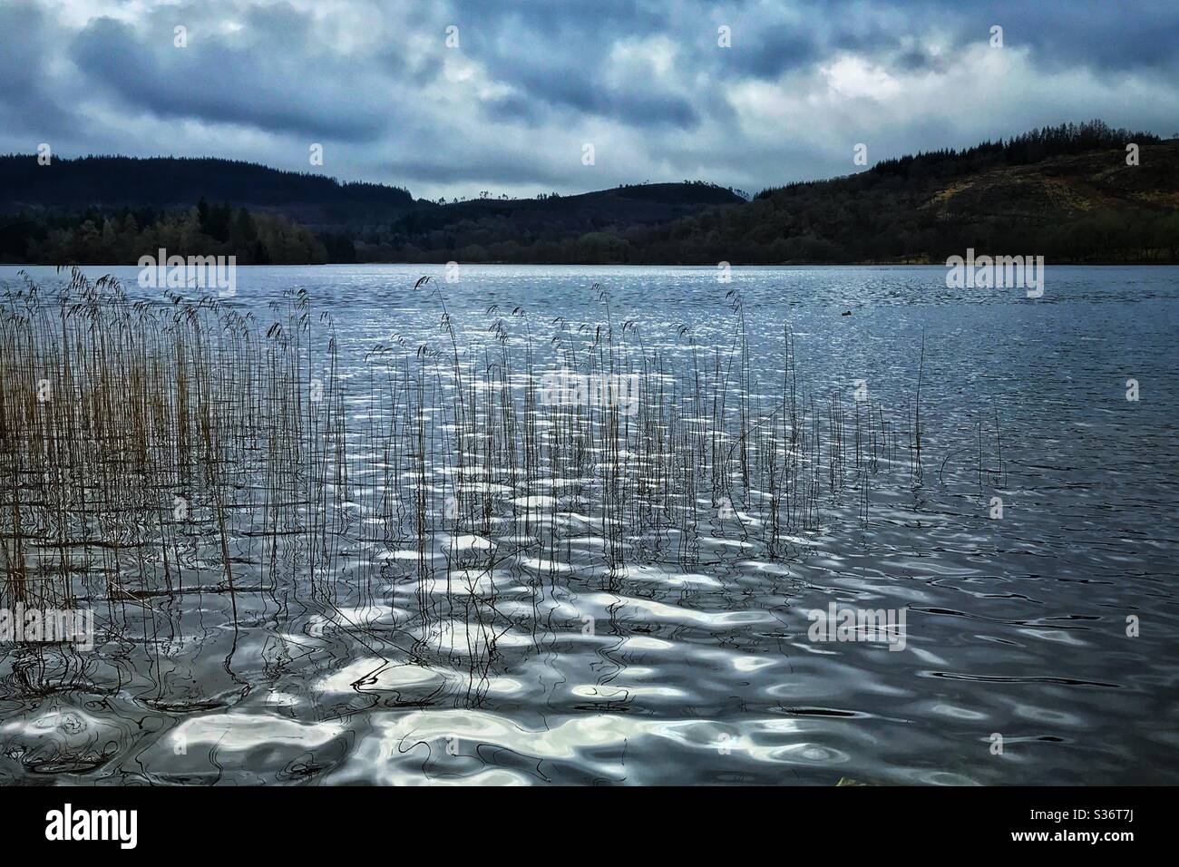 Reeds in Loch Ard, Scotland. - Smartphone Captured Stock Image