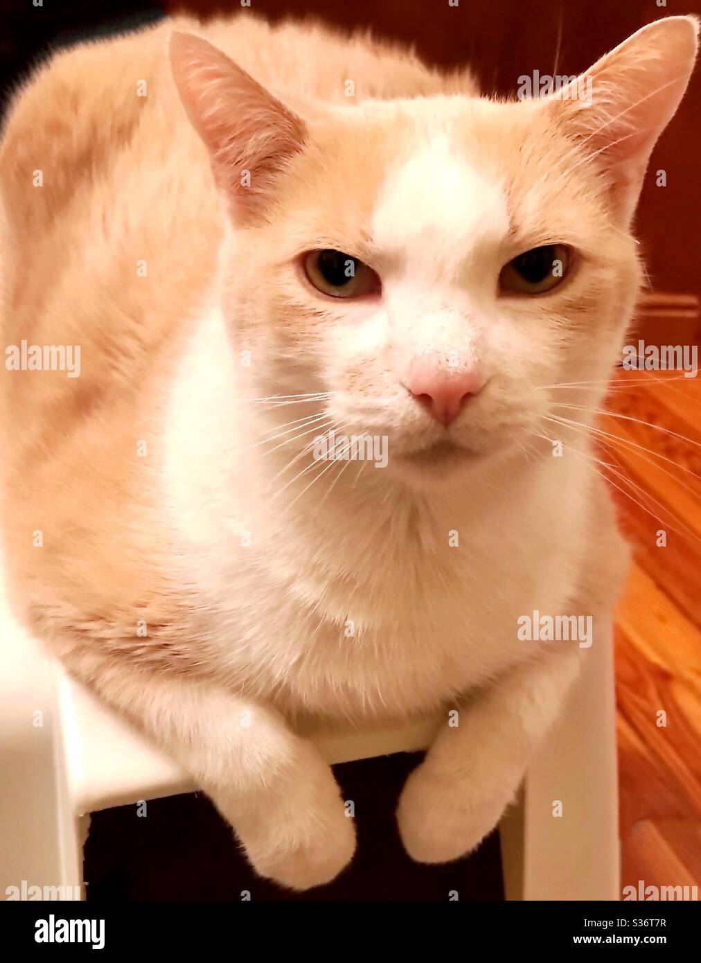 Neutered Male Cat High Resolution Stock Photography And Images Alamy