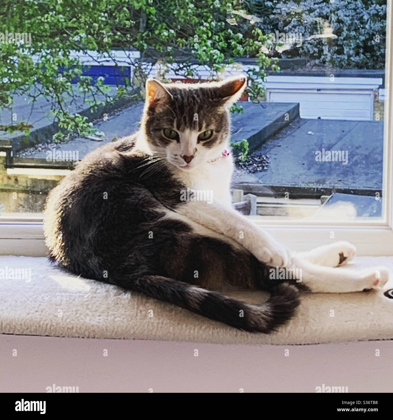 Cat chilling Stock Photo