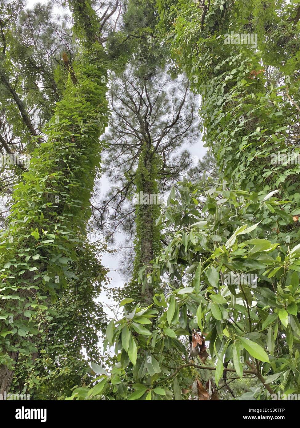 Large pine trees covered with green vines in the forest - Smartphone Captured Stock Image