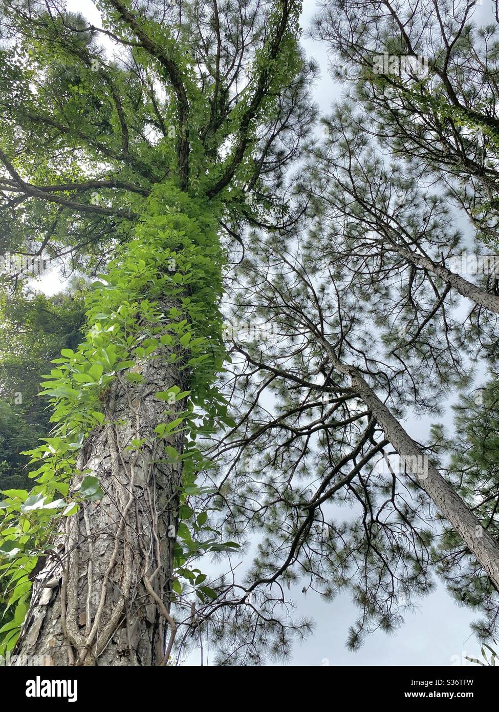 Looking up in the forest at large pine trees - Smartphone Captured Stock Image