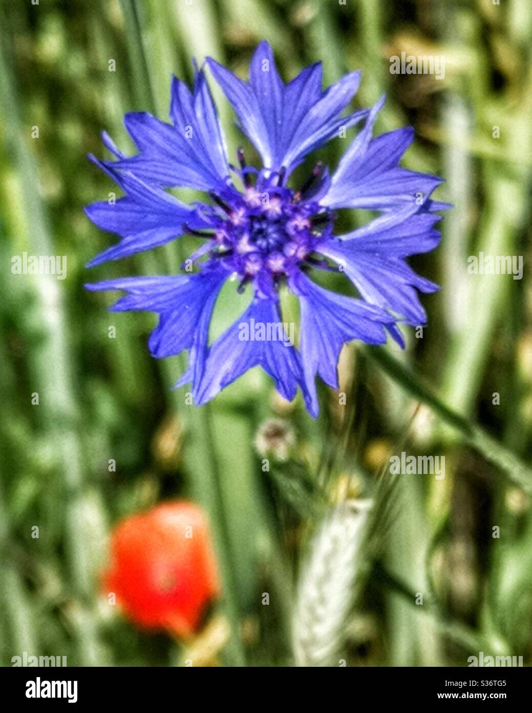 Cornflower and poppy - Smartphone Captured Stock Image