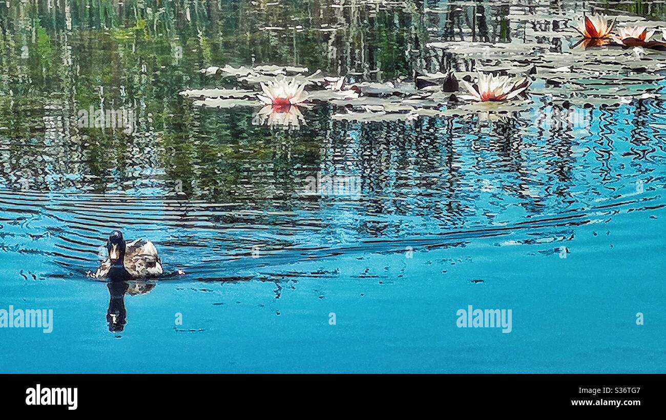Mallard duck swimming in pond with water lilies - Smartphone Captured Stock Image