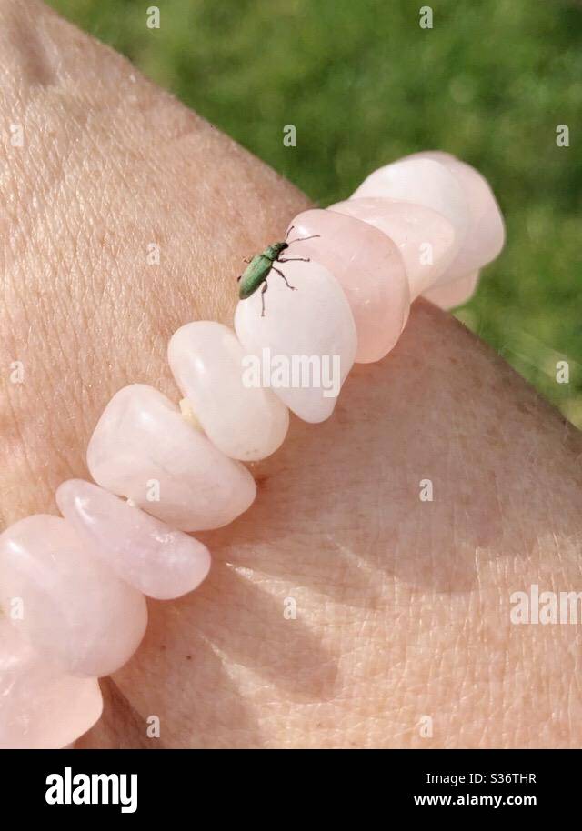 A little green bug crawling on a rose quartz bracelet. - Smartphone Captured Stock Image