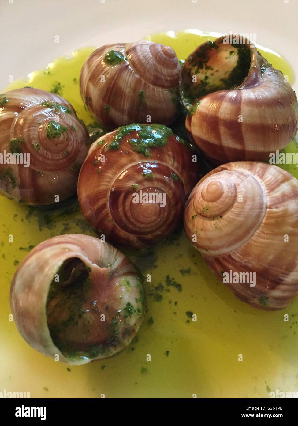 Close up of the iconic French dish, escargot, served in snail shells in a buttery garlic sauce topped with an appetizing cilantro garnish - Smartphone Captured Stock Image