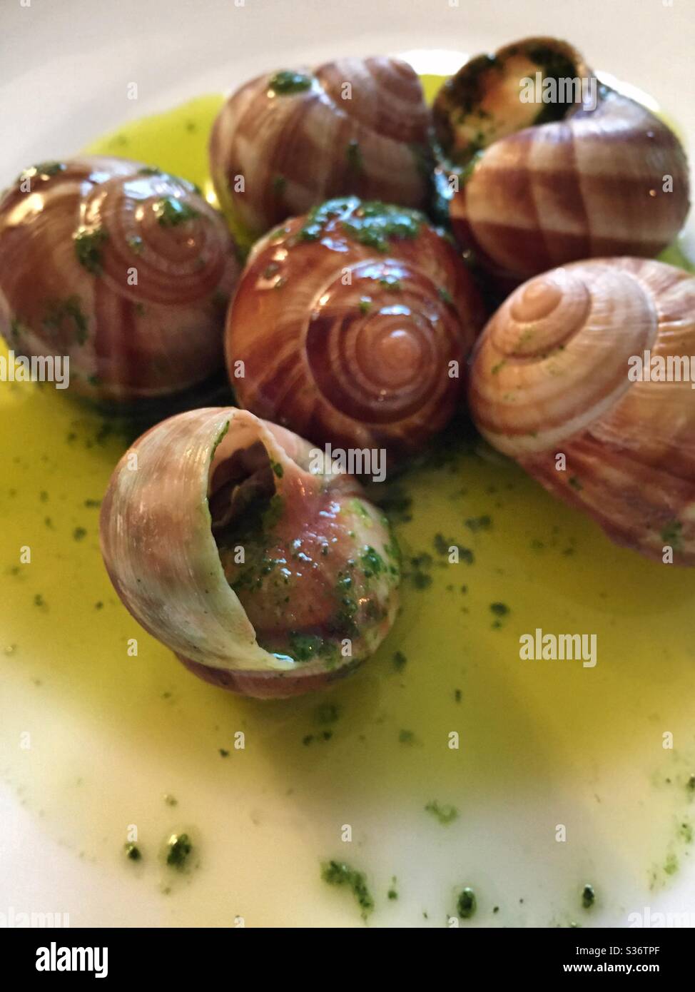 Close up of the iconic French dish, escargot served in snail shells with a butter garlic sauce topped with cilantro garnish Stock Photo