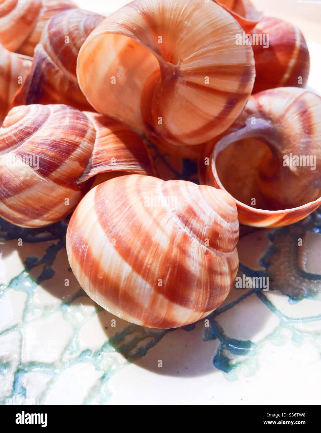 Snail shells are used in the cooking of the iconic French cuisine gourmet dish, escargot - Smartphone Captured Stock Image