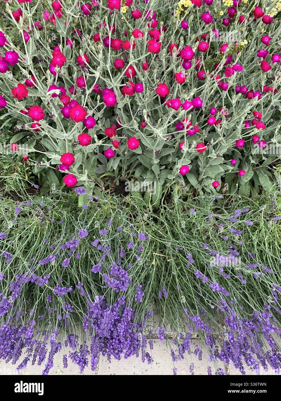Rose and lavender bushes pink and purple flowers Stock Photo