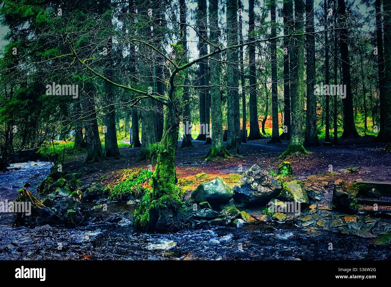 Loch Ard Forest, Scotland. - Smartphone Captured Stock Image