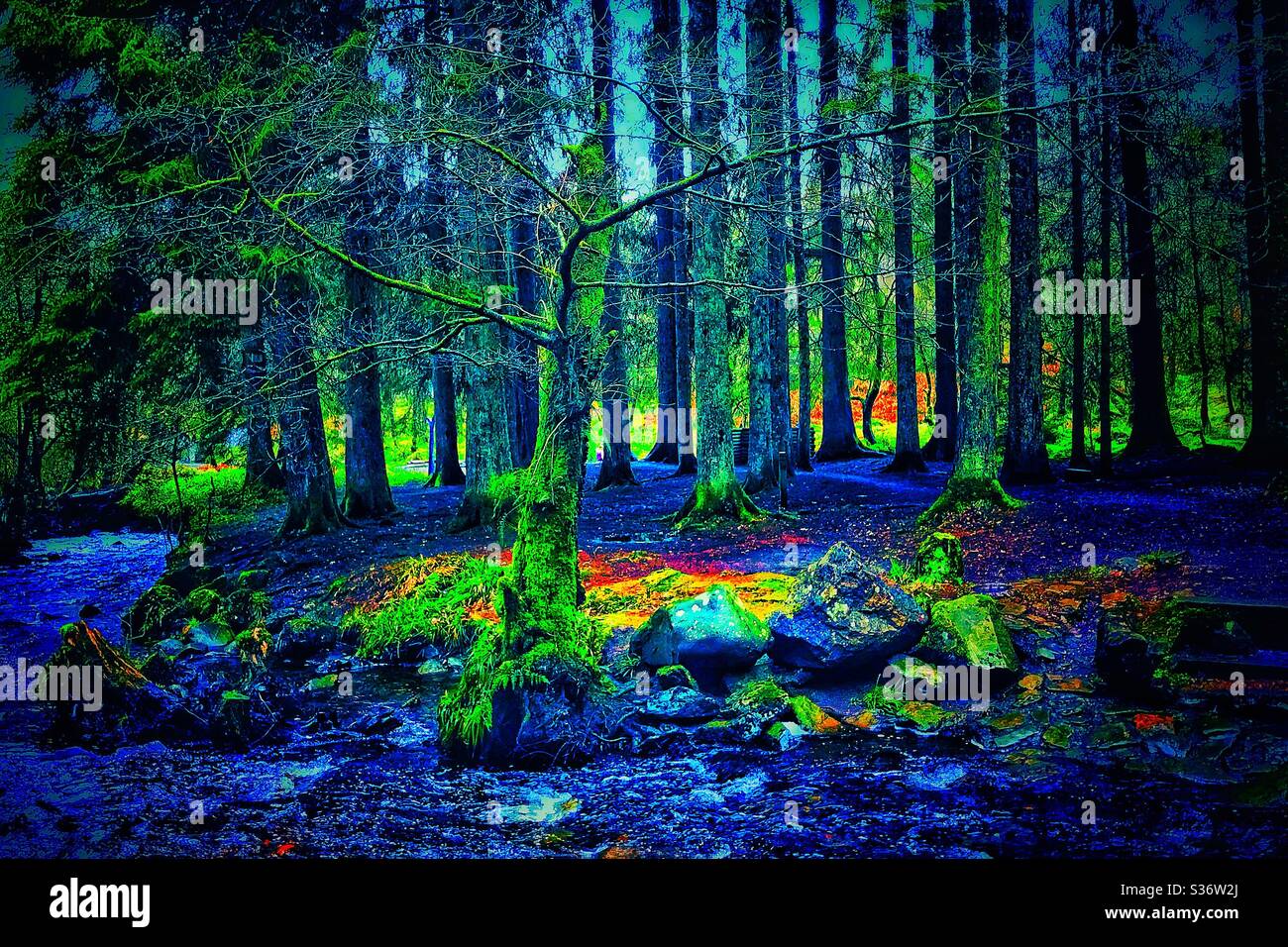 Loch Ard Forest, Scotland. - Smartphone Captured Stock Image
