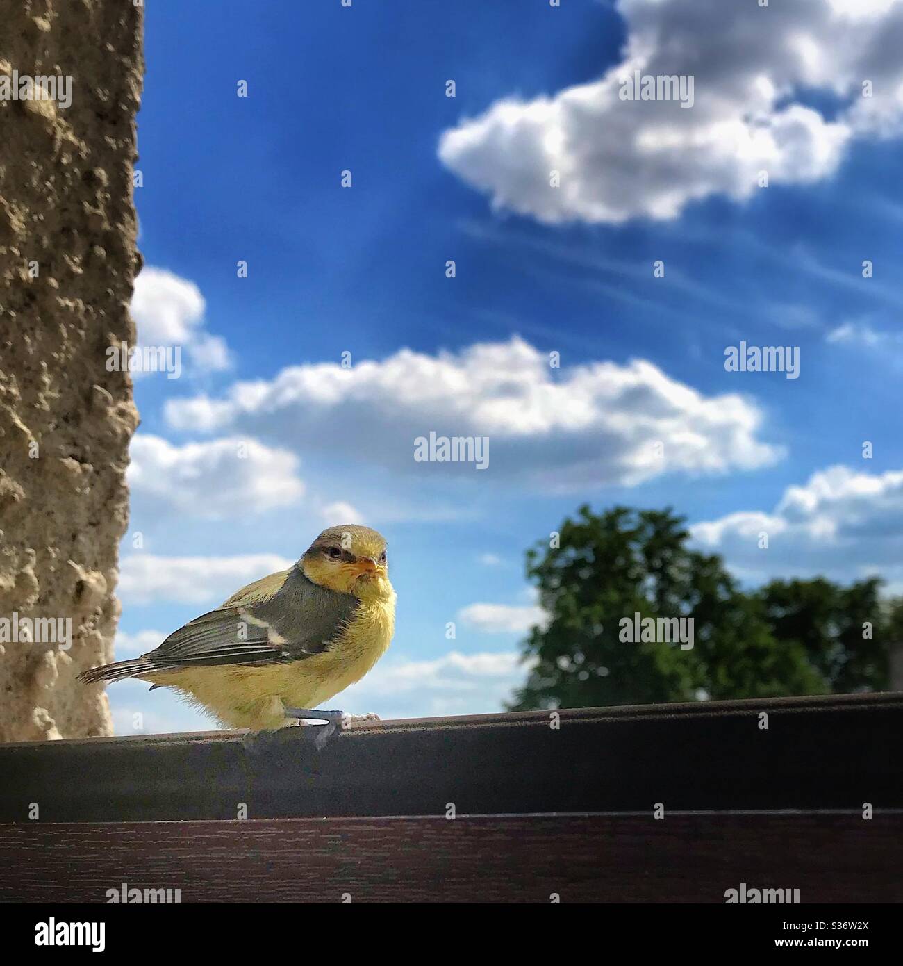 Tiny yellow bird sitting on house window. Stock Photo