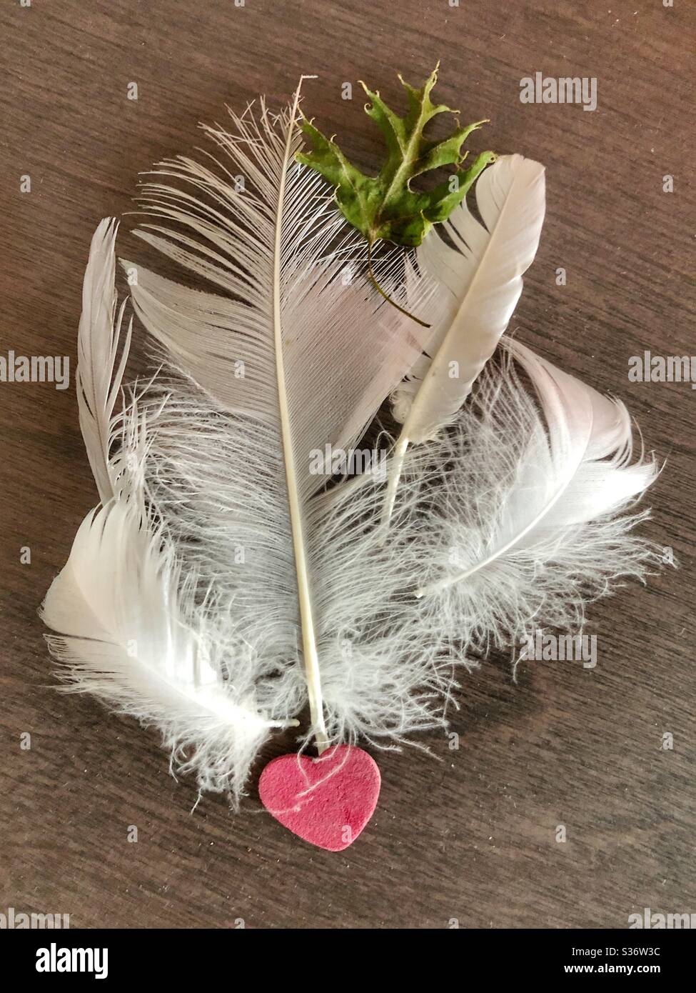 A display of white feathers. Stock Photo