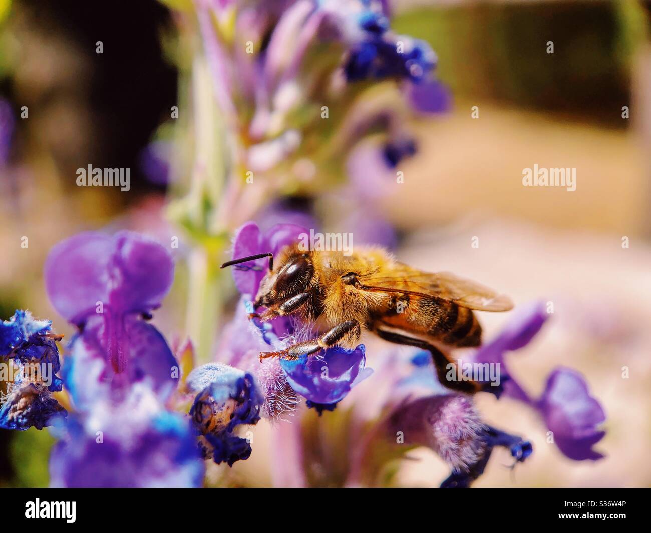 Honeybee foraging on catnip Stock Photo