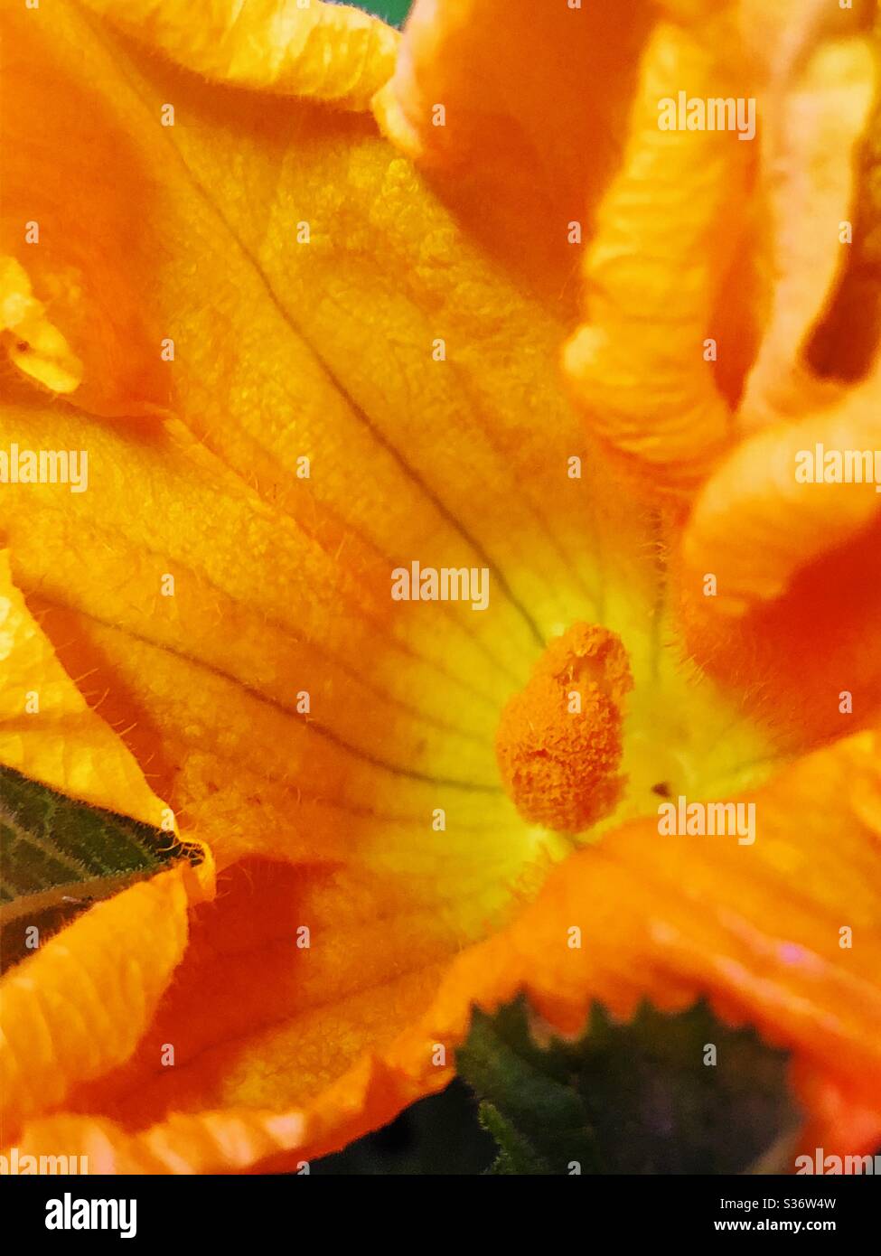 Zucchini flower blooming Stock Photo Alamy