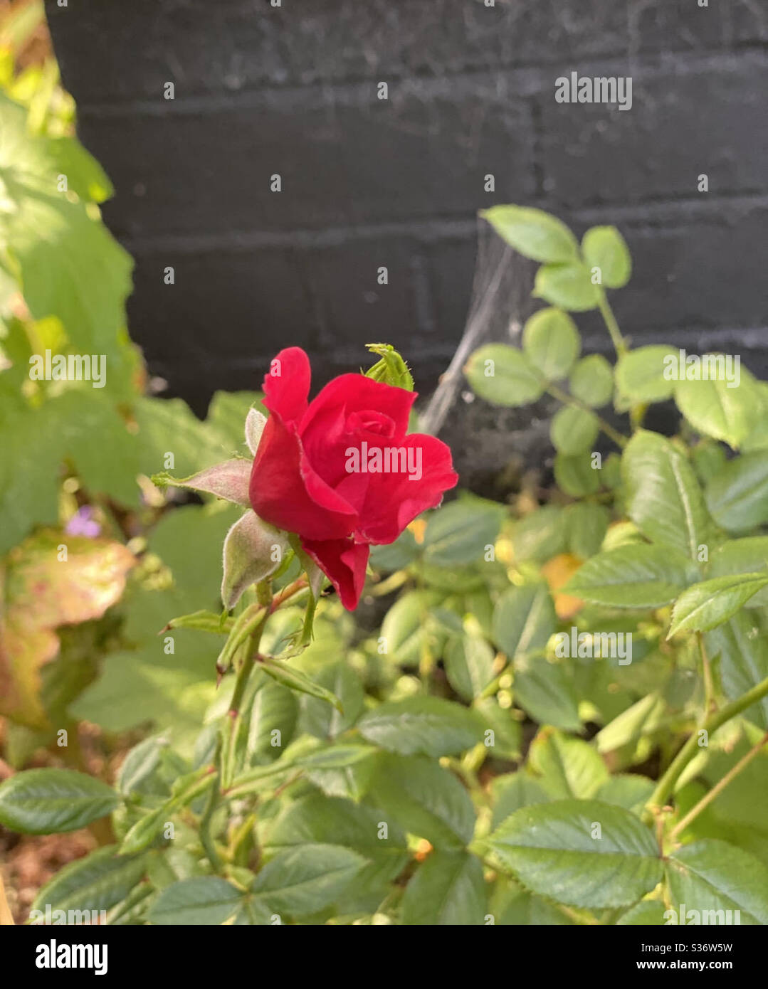 Rose among the thorns hires stock photography and images Alamy