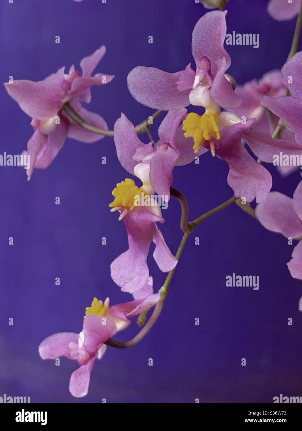 Oncidiam sotoanum. tiny pink orchids on a purple background - Smartphone Captured Stock Image