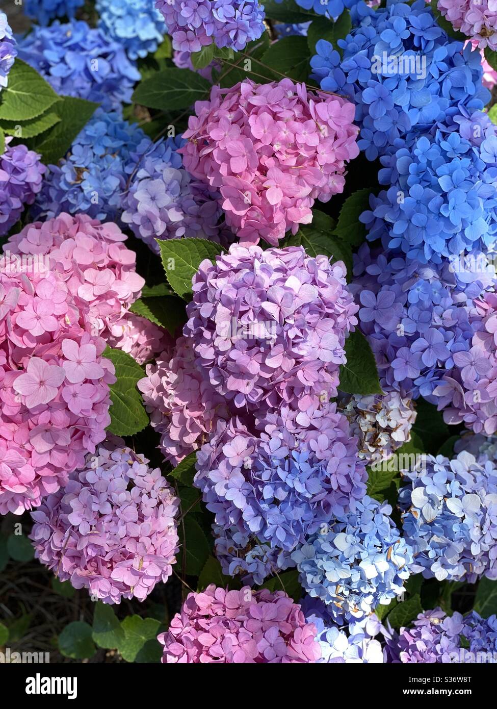 Hydrangea flowers in pink, blue, lavender growing in a garden area - Smartphone Captured Stock Image
