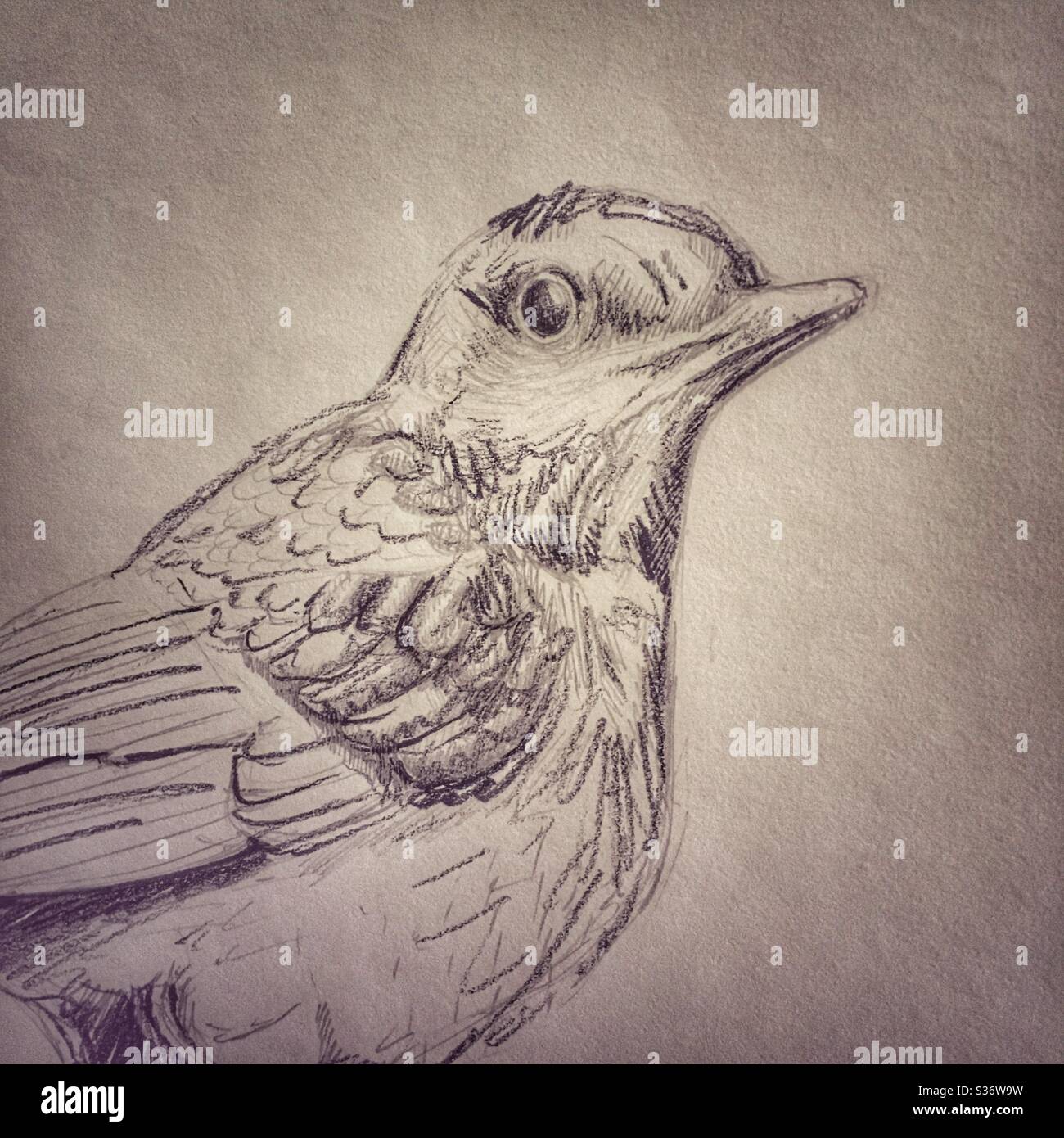 A photograph of a black and white pencil drawing illustration of a bird drawn from life. Stock Photo