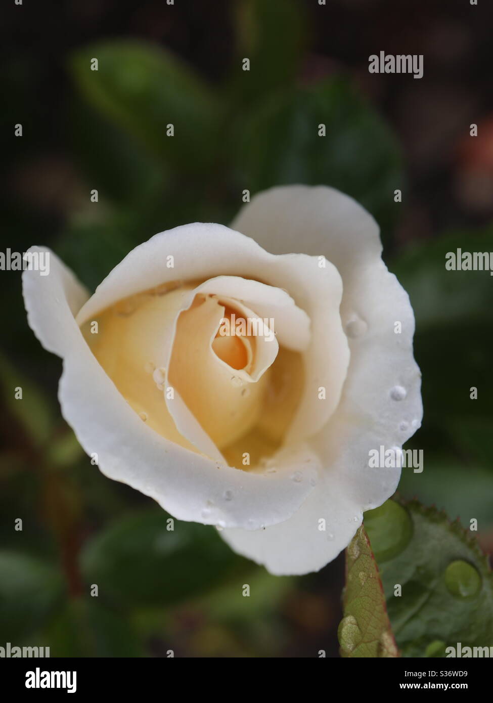 Off white rose hi-res stock photography and images - Alamy