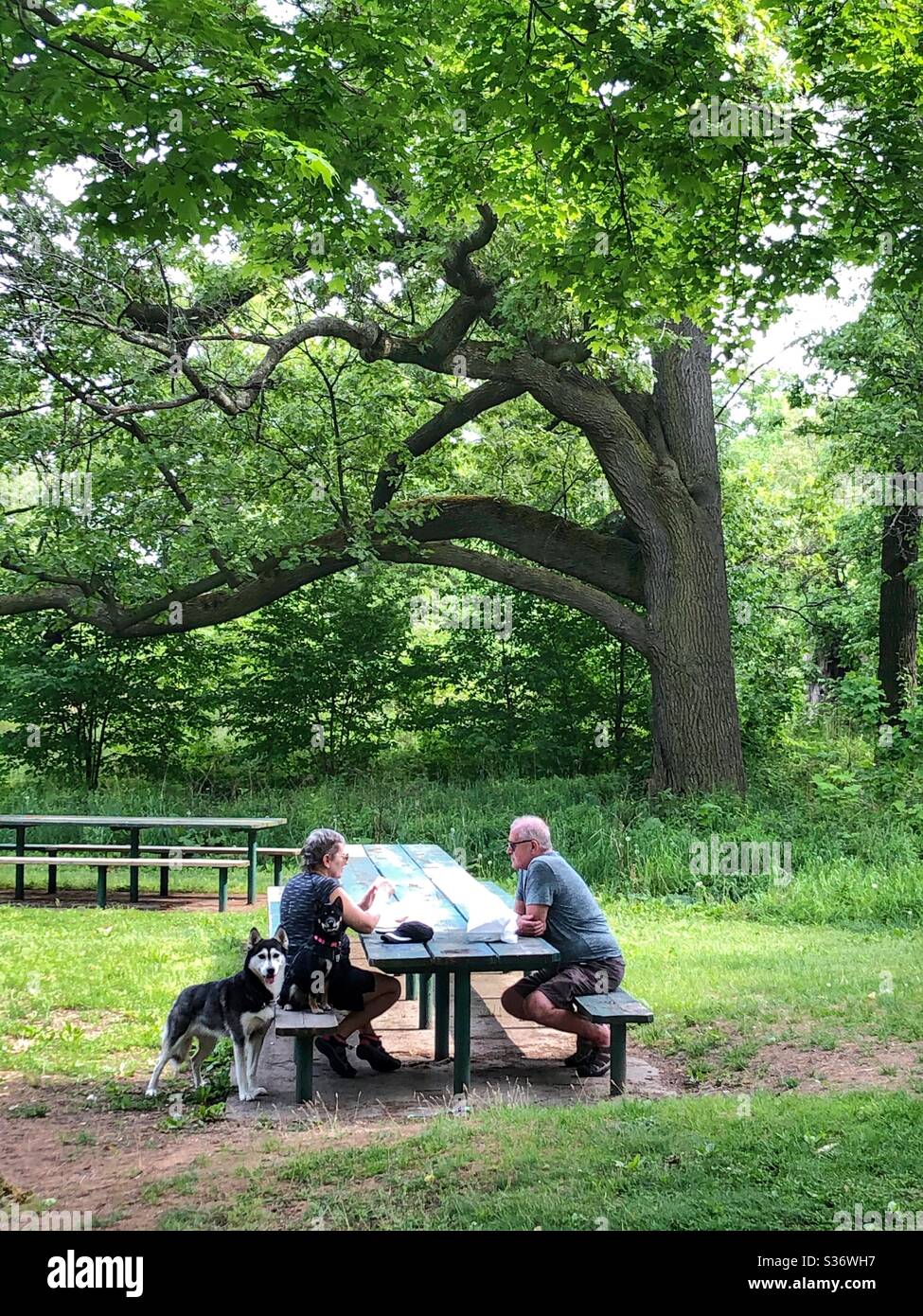 An elderly couple and their dogs sitting at a picnic table. - Smartphone Captured Stock Image