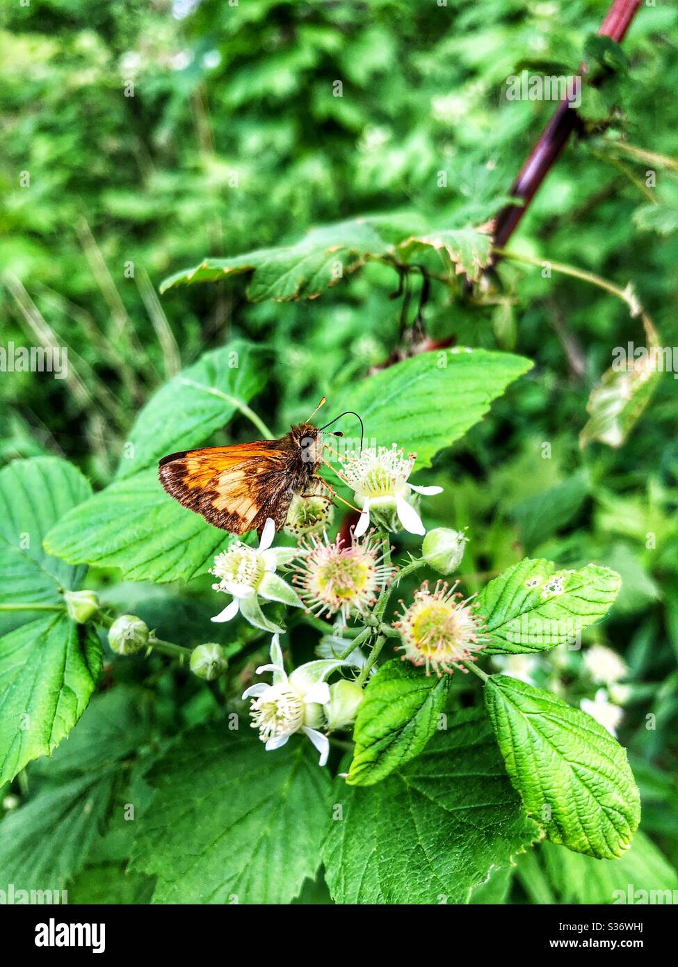 Close up of a small butterfly feeding on a flower. - Smartphone Captured Stock Image