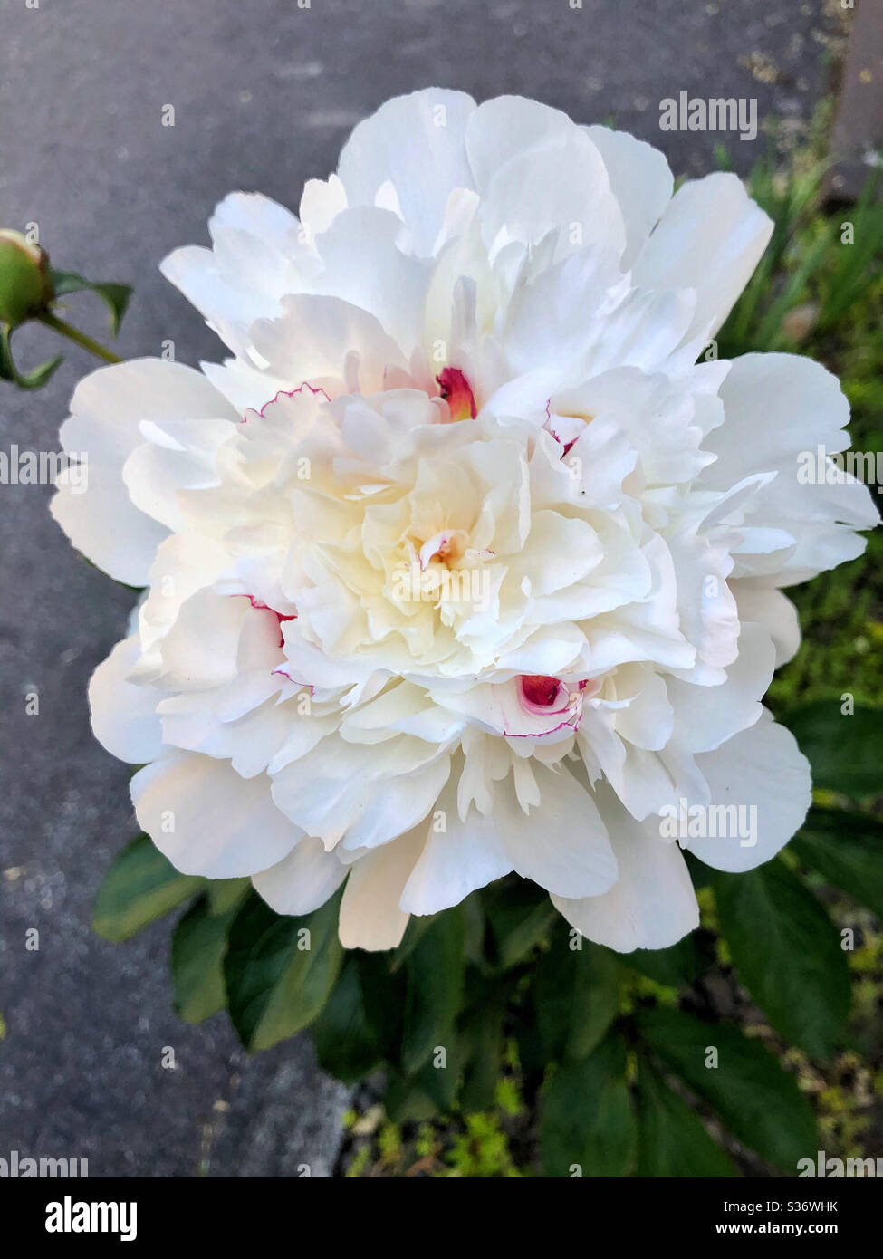 White peony flower just after bloom, with creamy center and red flecks. Name of peony is probably: Gardenia - Smartphone Captured Stock Image