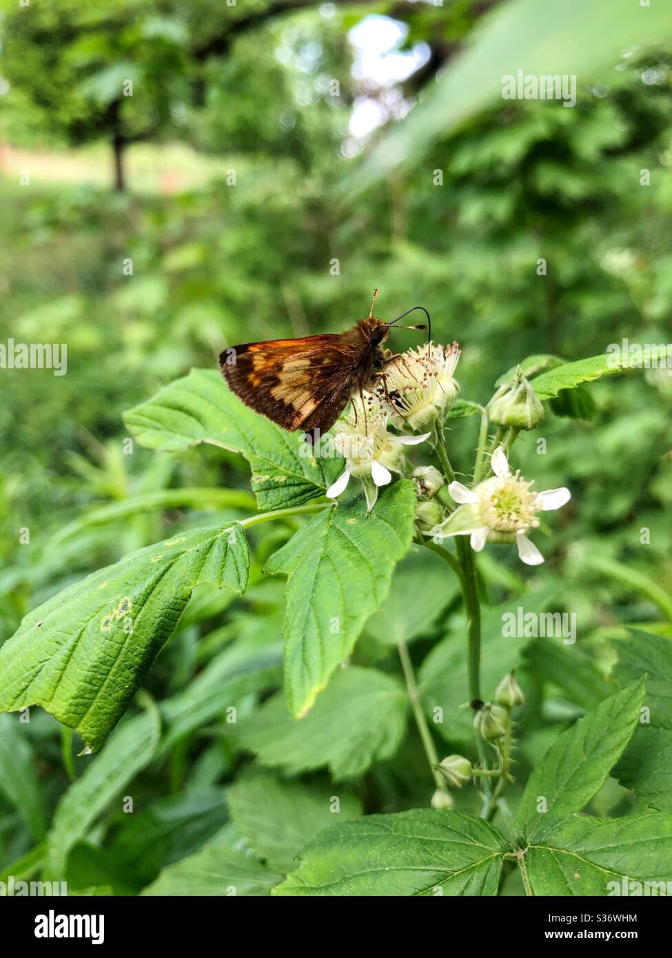 A small butterfly feeding on a flower. - Smartphone Captured Stock Image