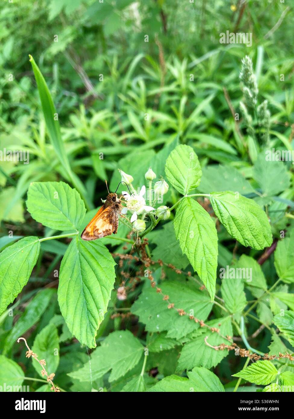 A small butterfly feeding on a flower. - Smartphone Captured Stock Image