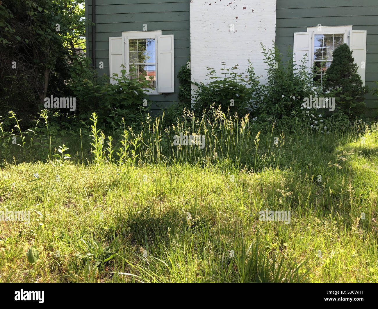 Abandoned house with abandoned lawn, no mowing or weeding or trimming Stock Photo